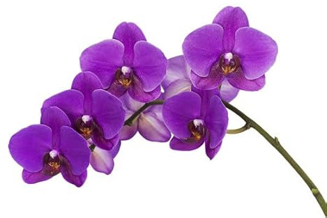 Aachondra 40pcs semillas de orquídeas Phalaenopsis púrpura