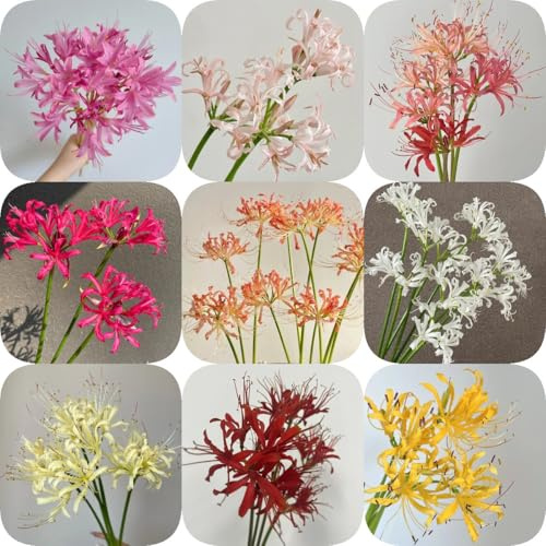 15Bulbos de lirio araña - lycoris radiata - resistentes al exterior comprar de sangre, macetero, primavera