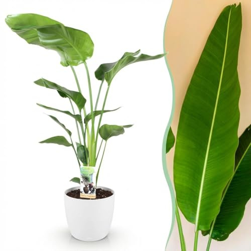 Strelitzia Nicolai - Fleur d'oiseau de paradis - Entretien réduit - Vert - avec Potter White - 110-120cm - Øter Wit - Pot 21cm - Plante d'intérieur - - Plante avec pot