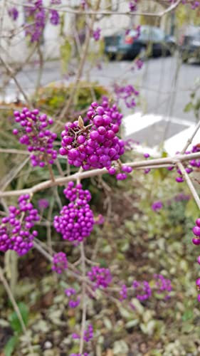 Callicarpa bodinieri 'Profusion' / Arbuste aux bonbons pourpre/Conteneur de 3 à 4 litres