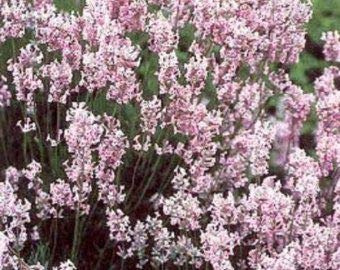 Graines de lavande rares roses et blanches, belles graines de fleurs, plantes de bonsaï d'extérieur, porte pour la plantation, jardin à domicile