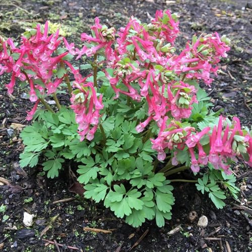 semi di speronella, decorazione da giardino per esterni primaverili, resistenti di medicinali da appartamento 20pcs