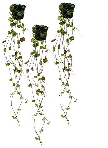 Exotenherz 3er Set Ceropegia woodii, Leuchterblume