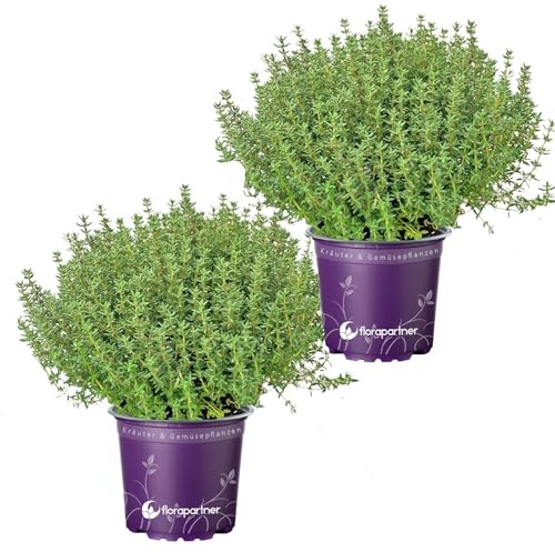 2er Set - Italienischer XL - Thymian Pflanze (Thymus-vulgaris)