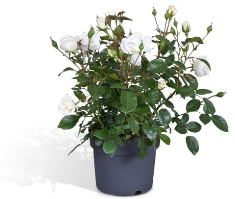 Rosier blanc - plante fleurie d'extérieur