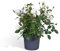 Rosier blanc - plante fleurie d'extérieur