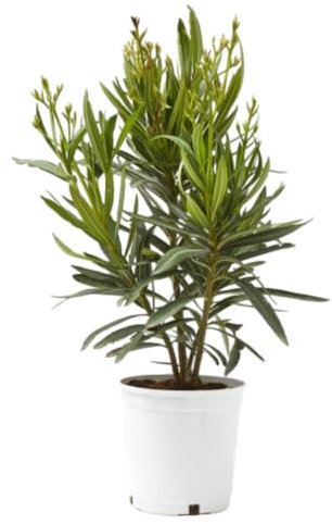 Verdecora Adelfa | Nerium Oleander | Laurel de flor, Trinitaria | Planta Arbusto Natural de exterior con flor | Surtido variado colores Rojo, Rosa o Blanco (Maceta 3L)