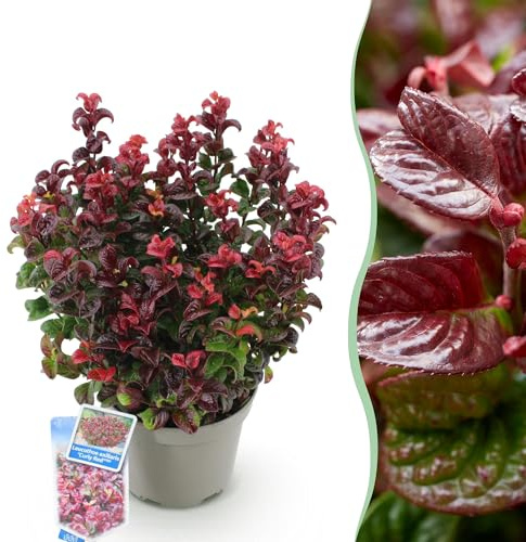 Traubenheide Leucothoe Curly Gold Gartenpflanze ca. 40 cm | immergrün und farbintensiv, goldgelbes lockiges Laub für Beet Balkon Terrasse, pflegeleichter dekorativer Zierstrauch