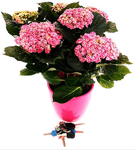 POWERS TO FLOWERS - ORTENSIA XXL ROSA IN VASO CERAMICA FUCSIA, pianta vera