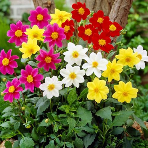 4 x Dahlia Mignon Mixed – Colourful Mix of Petite Blooms – Summer Flowering Bulbs – Perennials – for Your Beautiful Garden