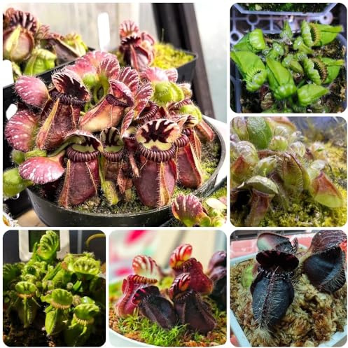 Fleischfressende, grünpflanzen Cephalotus follicularis, winterharte für balkon büropflanzen gartenpflanzen winterhart 100Samen