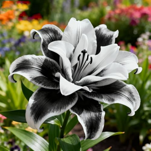 Selten Lilien MehrjäHrige,Farbenfrohe Lilium-Rhizom In GroßPackungen, Fachgerecht Gepflanzt, GartenverschöNerung/Gartenpflege-2Rhizome-G