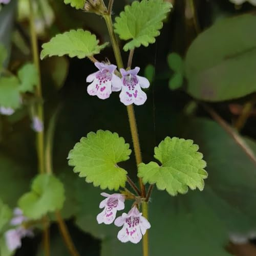 semi di edera terrestre giardino resistenti al freddo varietà antiche roccioso selvatici 100pcs