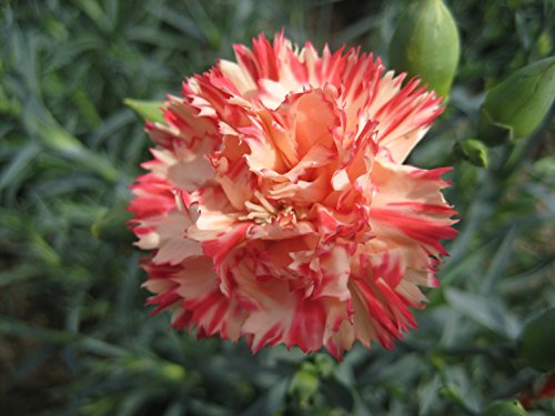 50 Carnation Orange Sherbet Seeds - Dianthus Caryophyllus - 50 Seeds