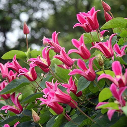 Clematis Princess Diana | Deciduous Perennial Climbing Garden Plant in 9cm Pot