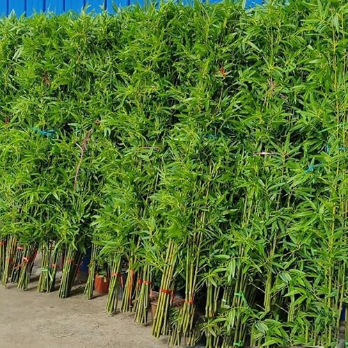 Hyperrealistische künstliche Bambuspflanze – echtes Bambusrohr mit Seidenblättern for die Innen-/Außendekoration von Haus und Garten(30 Pack,1.5m)