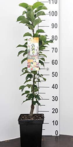 Apfel Säulen Zwergobstbaum oder Mini Obstbaum Apfelbaum Goldsensation