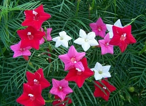 Buy4seeds 75 Seeds Ipomoea pennata Cypress Vine Mix Useful for Gardening (75 Seeds) Easy to Grow