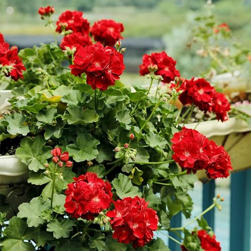 geranio - bonsái interni semi da giardino balcone perenni resistenti giardino interni perenni resistenti 150 pezzi