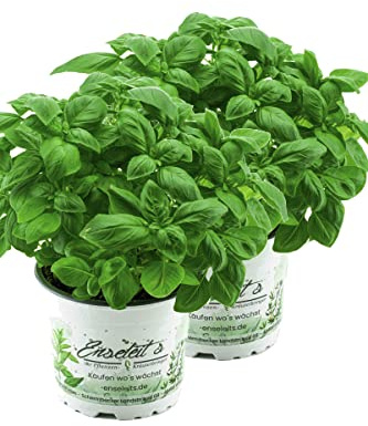 2x Basilikum Pflanze, Frische Küchenkräuter (Basilikum Ocimum basilicum) im Doppelpack