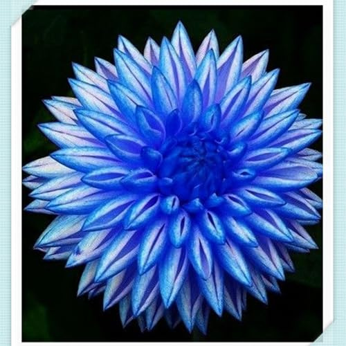 Mysteriöse magische Glühbirne, 2025 Winterhart pflanzen,Blumenzwiebel Mix,Groß,Winterhart zwiebeln, Mehrjährige Blumenzwiebel ist winterhart-2 Dahlien knollen-F