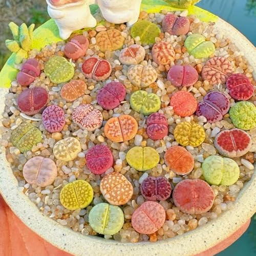 Semi di Lithops, semi di pietra viva, rare esotiche semi di d'appartamento resistenti per il giardino biologici 500pcs