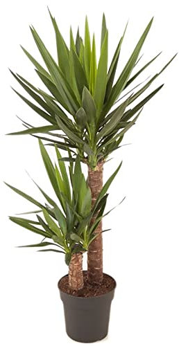 Planta de Yucca Elephantipes de 100cm 2 Troncos - Belleza Natural y Sencilla para tu Hogar