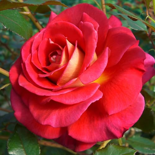 Edelrose Copacabana in rot mit cremegelb - Duftrose winterhart - Rosen-Blüte in rot mit cremegelb - Rose mittelstark duftend als wurzelnackte Rose in A-Qualität von Garten Schlüter - Pflanzen in Top Q