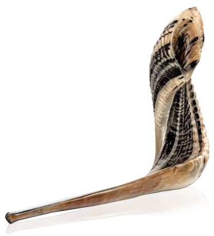 Holy Voice Cuerno kosher Ram Shofar de Israel de 14 a 16 pulgadas tradicional medio pulido, instrumento musical judío antiguo de Tierra Santa, boquilla suave para soplar fácilmente, sonido claro