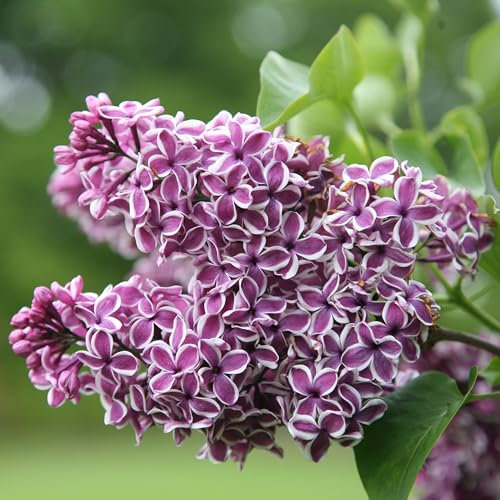 Plant Theory Sensation Common Lilac Syringa Vulgaris Shrub Plant 3L Pot