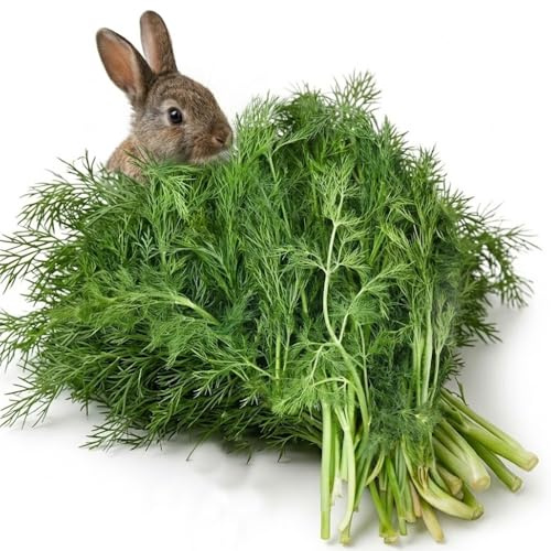 Frischekiste Dill 3 kg