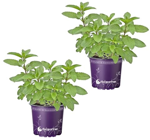 Zitronen-Minze (Mentha x gentilis var. Citrata) 2er Set