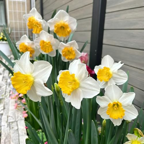 narzissenzwiebeln balkonpflanze dekopflanzen dekopflanze gartenpflanzen kübelpflanzen blumenzwiebeln mehrjährig winterhart topfpflanzen wildblumen 5zwiebeln