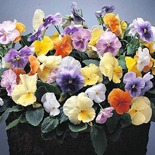Pansy Plants, Pansy 'Watercolours', 20 x Full Plant Pack, Bedding Plants, Pansies, Garden Flowers, Flowering, Garden Ready and Ready to Plant, Premium Quality Flowers
