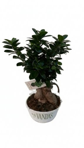 Vandas Ficus Ginseng Bonsai – Pianta Sempreverde da Interno | Ciotola Diametro 19 cm, Altezza 30 cm | Radici Nodose e Tronco Scultoreo | Made in Italy
