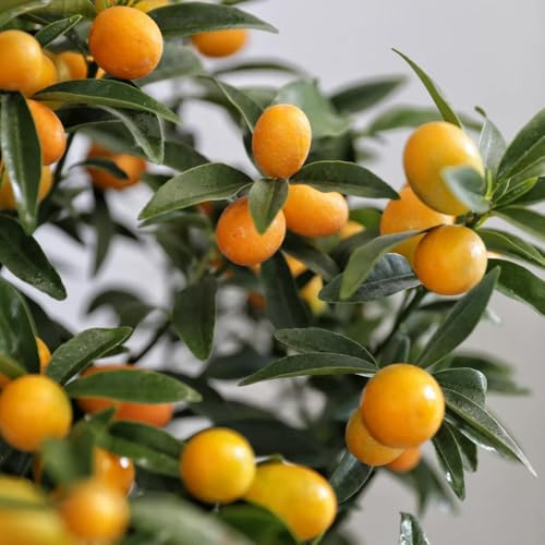 Semillas de kumquat, Citrus japonica, para balcones de Kumquat Comprar Semillas jardín de Los enanos son resistentes 120pcs