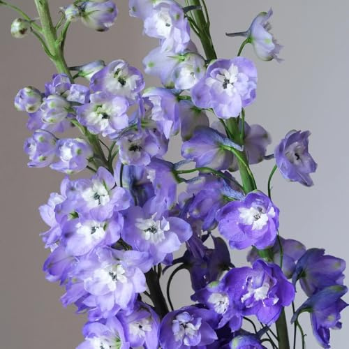 Semi di Delphinium - regali sostenibili Larkspur - semi di resistenti per il giardino Le perenni sono 500pcs