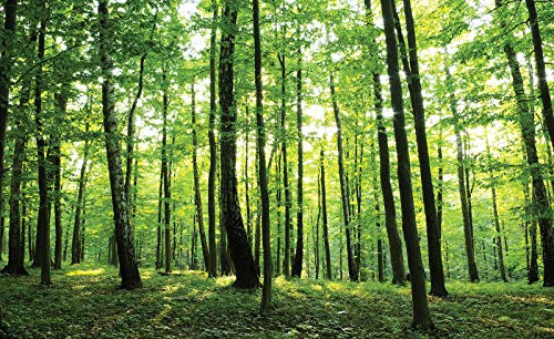 WallArena Vlies Fototapete, Wald, 368x254cm | Fototapeten - Tapeten - für Wohnzimmer Schlafzimmer - Vliestapete Wandtapete Tapete 3D Effekt- inkl. Kleister