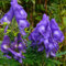 50 semillas de acónito, plantas perennes de jardín, cubierta vegetal, semillas de flores silvestres perennes resistentes, plantas exóticas perennes, decoración de jardín para exteriores