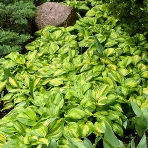 funkien - hosta - blumenbeet bio herbst dekoration winterharte garten blumendeko 750samen