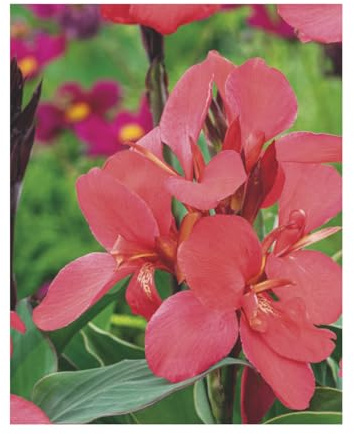AGRONOM | CANNAS INDIENS - CRIMSON BEAUTY | Bulbes de fleurs vivaces | Fleurs roses | Cultivées dans les jardins fleuris, en pots et dans les pelouses fleuries | 1 bulbe