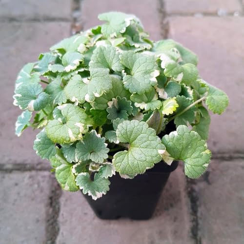 semi di edera terrestre serre balcone selvatiche semi di biologici, bomboniere resistenti ornamentali per zone 350semi