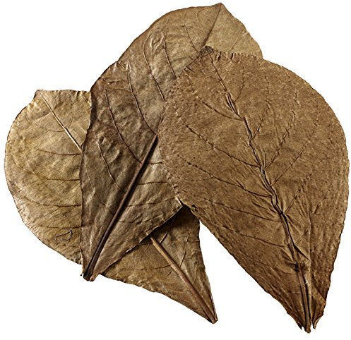 HOBBY Aquaristik Nano Catappa Leaves I 12 stycken I Nano-sjömansblad för akvarier I främjar vitalitet och välbefinnande hos fisk och räkor I naturligt vattentillsats för sötvattenakvarierer