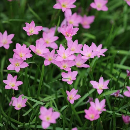 Bulbi di Zephyranthes, resistenti all'esterno Zefiranthes Candida, rare giardino farfalle regali per giardinieri 6pcs