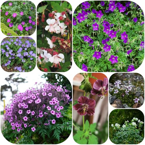 Semillas de geranio - orgánico exótico de mariposas extraño jardineros balcón Decoraciones jardín exteriores 800pcs