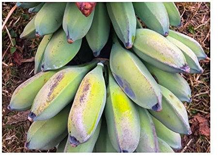 Pcs - 10x Musa (Bananier) Nagensium Var. Hongii Banane Jardin Plantes - Graines ID511 - Seeds & Plants Shop by Ipsa