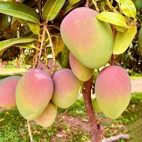 PIANTA DA FRUTTO TROPICALE Compatible with MANGO KENT in vaso 20 età 2 anni