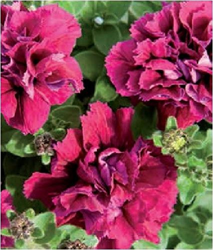 JustSeed - Flower - Petunia - Double Pirouette Burgundy - 30 Pelleted Seeds