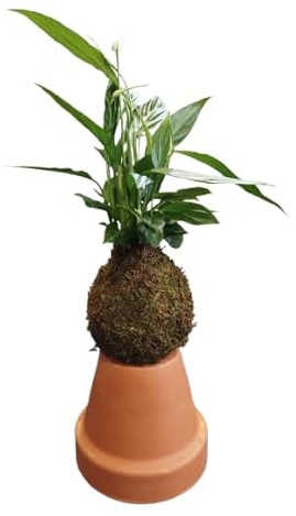 Kokedama con Lirio de la Paz – Un Toque Minimalista y Armónico de DECOALIVE