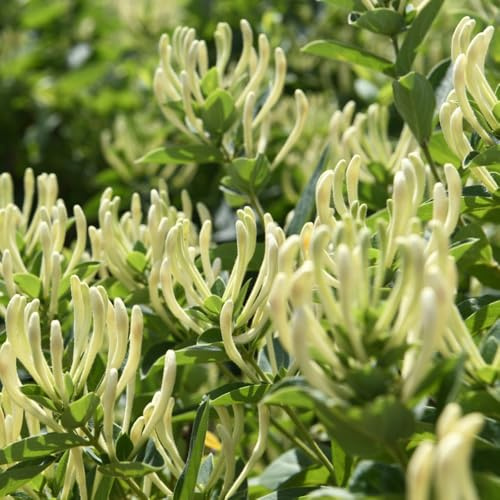 geißblatt winterhart - steingarten bio bodendecker mehrjährig exotische 400samen